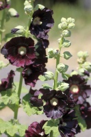 Black Hollihock Flowers 119