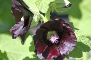 Black Hollihock Flowers 142