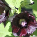 Black Hollihock Flowers 142