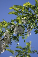Black Locust Tree in Bloom 020