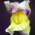Bloom of the Snapdragon Flower 054