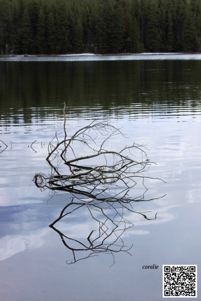 branches in the icey lake 352sampleqra.jpg