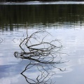 branches in the icey lake 352sampleqra.jpg