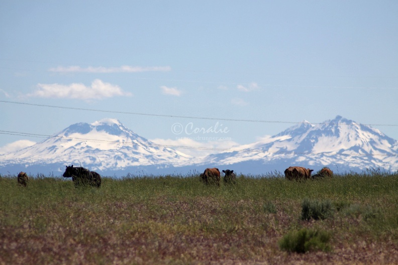 Cattle_and_the_Sisters_Mountains_Oregon_1099.jpg