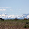Cattle and the Sisters Mountains Oregon 1099