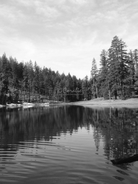 Lake_Deschutes_National_Forest,_Oregon_bk_wht_063.jpg