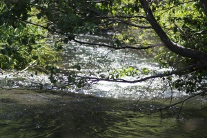 Metolius River Oregon 238
