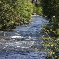 Metolius River Oregon 1027