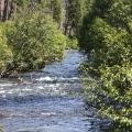 Metolius River Oregon 1038