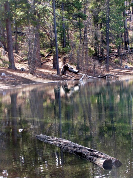 Reflections_Deschutes_National_Forest,_Oregon_057.jpg