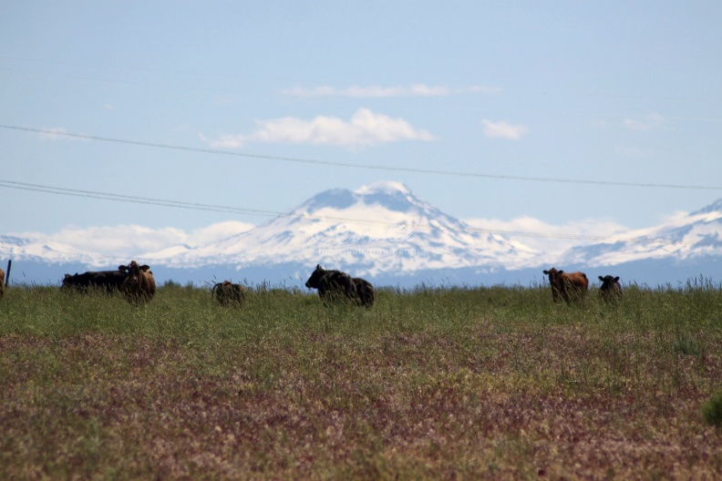 Sisters_Mountains_Seen_in_Jefferson_County_Oregon_Cattle_Views_1109.jpg