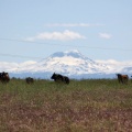 Sisters Mountains Seen in Jefferson County Oregon Cattle Views 1109