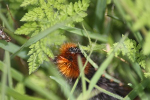 Banded Wolly Bear Caterpillar 186