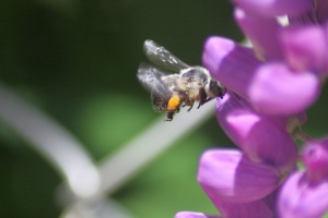 Bee 144