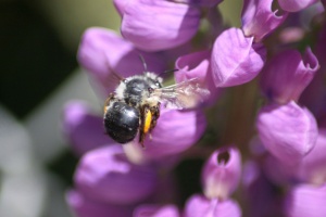 Bee 165