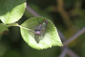 Blowflies Mating 148