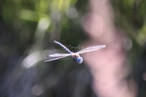 Blue-eyed Darner Dragonfly in Flight 301