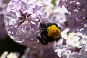 bubmlebee on the lilacs 036