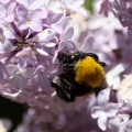 bubmlebee on the lilacs 036