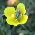 Bug on Wildflower 133