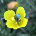 Bug on Wildflower 140