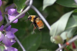 Bumble Bee 105