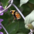 Bumble Bee 105