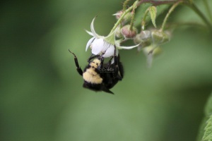 Bumble Bee 643