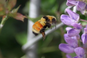 Bumble Bee in Flight 128