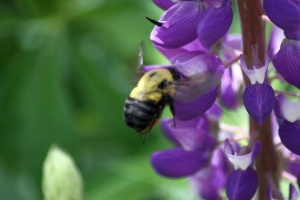 Bumble Bee On The Lupine Flower 030