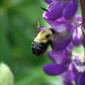 Bumble Bee On The Lupine Flower 030