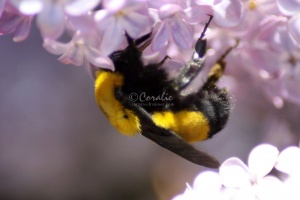 bumblebee on the lilac flowers 072