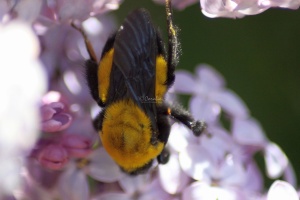 bumblebee on the lilac flowers 144