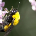 bumblebee_on_the_lilac_flowers_175.jpg