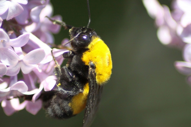 bumblebee_on_the_lilac_flowers_176.jpg