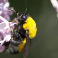 bumblebee on the lilac flowers 176