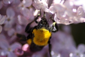 bumblebee on the lilac flowers 245