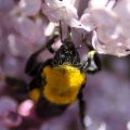 bumblebee on the lilac flowers 245
