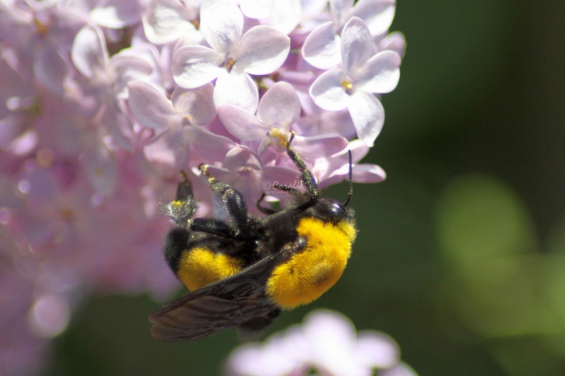 bumblebee_on_the_lilac_flowers_349.jpg