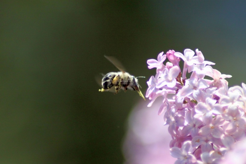 bumblebee_on_the_lilac_flowers_409.jpg