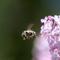 bumblebee on the lilac flowers 410