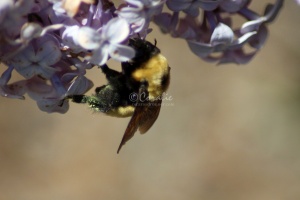 bumblebee on the lilac flowers 422