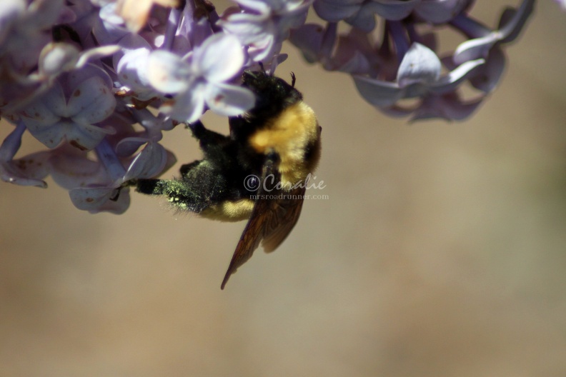 bumblebee_on_the_lilac_flowers_422.jpg