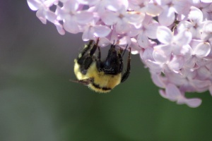 bumblebee on the lilac flowers 513