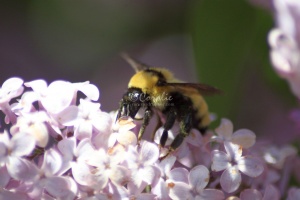 bumblebee on the lilac flowers 565