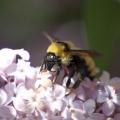 bumblebee_on_the_lilac_flowers_565.jpg