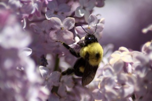 bumblebee on the lilac flowers 654