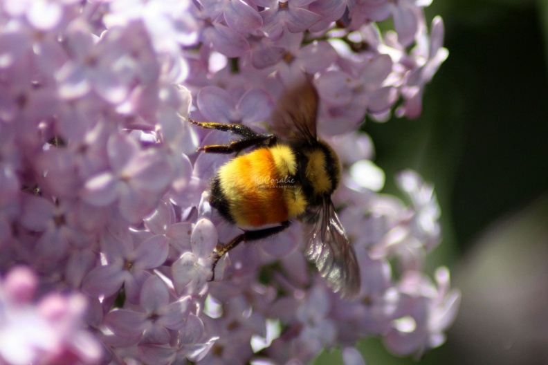 bumblebee_on_the_lilac_flowers_723.jpg