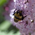 bumblebee on the lilac flowers 762