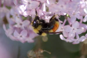 bumblebee on the lilac flowers 805